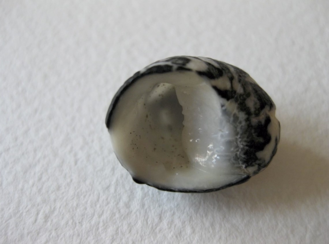 Vespertina Cognitio Still