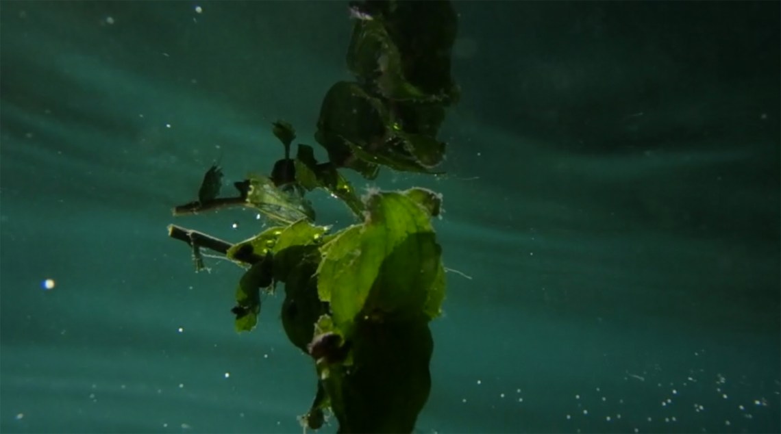 CADENCE STILL (portfolio)