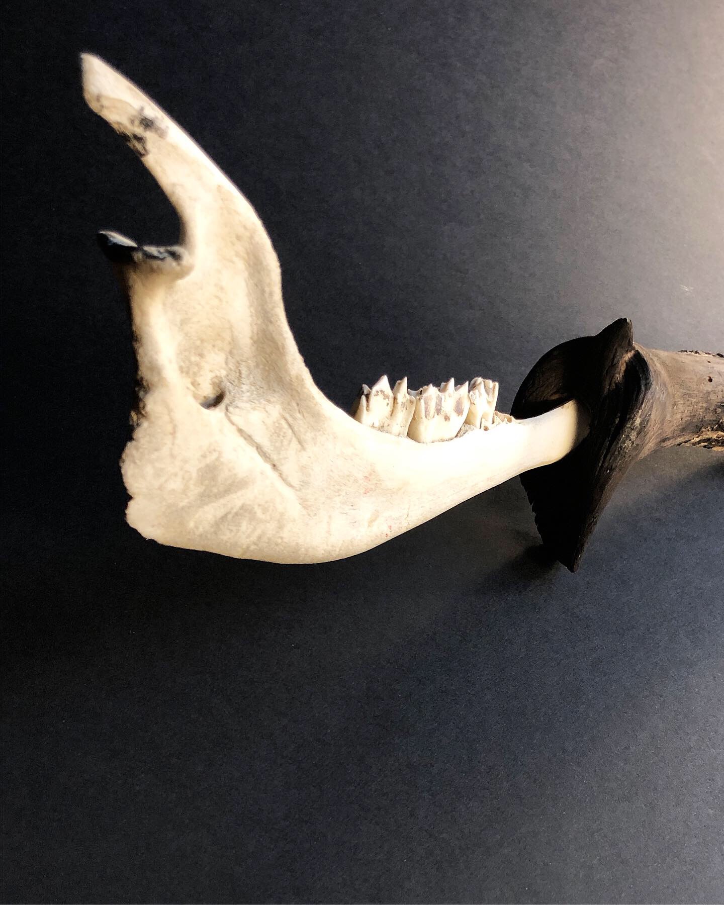 4B51C32C-D5F2-4FBB-B0F7-F2B1339BF413