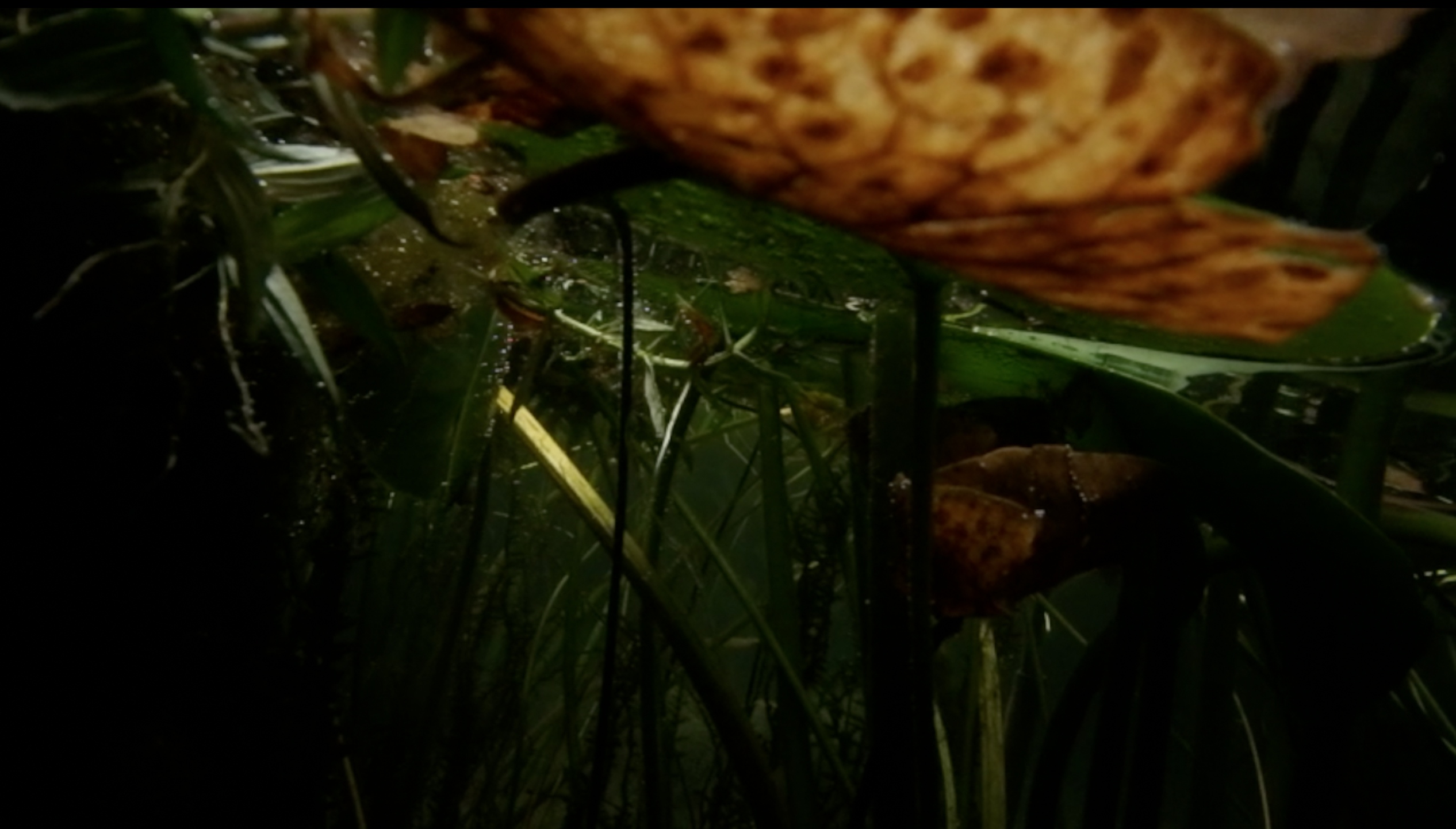 Screen Shot 2019-09-27 at 2.42.24 PM